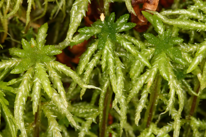Sphagnum centrale